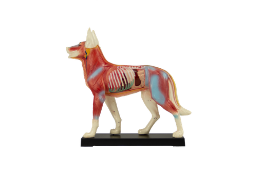 [PERRO-ACU] Modelo de perro para acupuntura