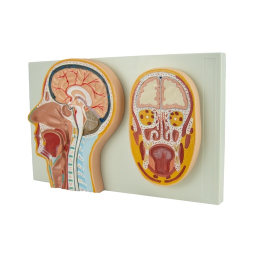 [CAB-SECC] Sección frontal y media de cabeza