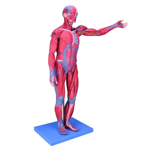 [BODY-MUSC] Figura masculina completa con músculos 78 cm
