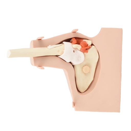 [HOM-ART] Simulador para realizar artroscopia de hombro
