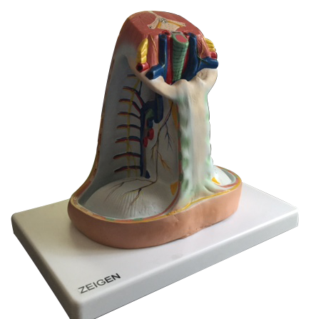 [MEDIASTINO] Mediastino superior