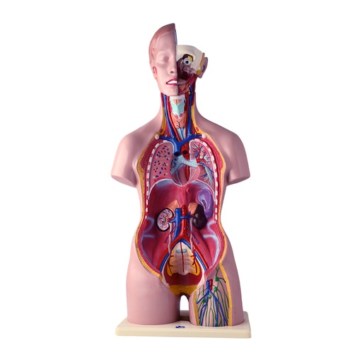 [TOR-BIS-Q] Modelo anatómico de torso bisexual