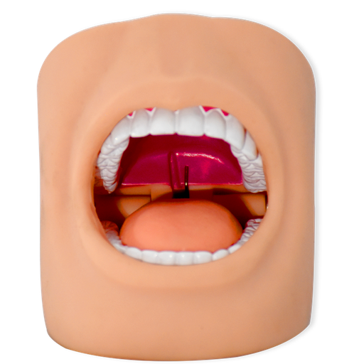 [ODO-BOCA] Modelo de boca con dientes para prácticas odontológicas