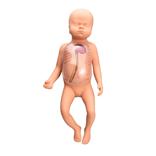 [PICC-NEO] Simulador avanzado neonatal de intubación venosa central y periférica