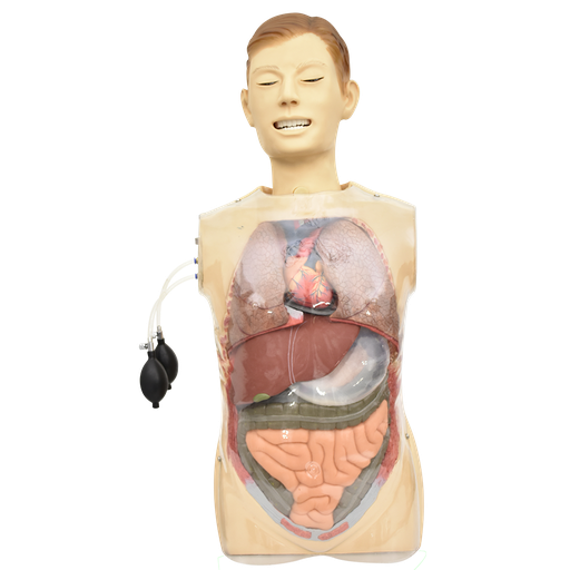 [TOR-GAS] Simulador lavado gastrico transparente