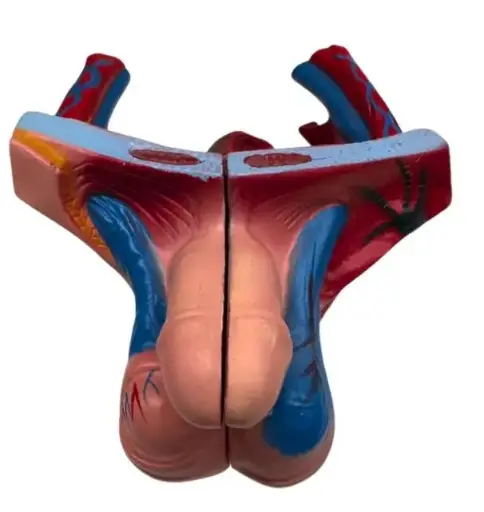 [ORG-MASC-S] Aparato reproductor masculino para torso humano anatómico unisex